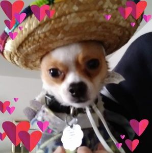 Meet your Posher, Judy